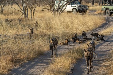 Vahşi doğada yürüyen bir grup hyaena. Afrika.