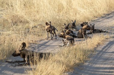 Afrika bozkırında vahşi bir köpek