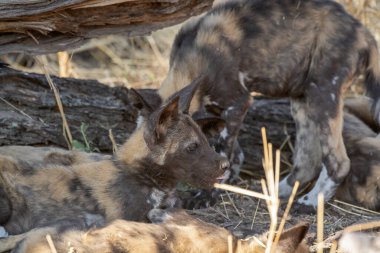 Kruger Park 'taki genç sırtlan.