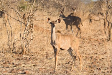 Kadın Kudu, Kruger National Park, Güney Afrika