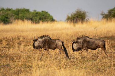 Afrika bozkırında iki antilop.
