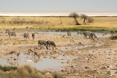 Zebra sürüsü Etoşa Ulusal Parkı, Namibya 'daki bir nehrin su birikintisinde..