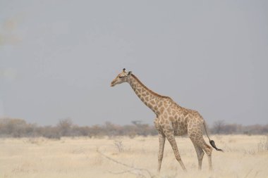 Etoşa Ulusal Park Namibya 'sında Afrika zürafası
