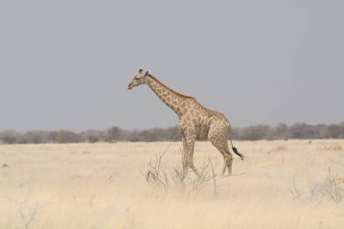 Afrika 'nın savanasında Afrika zürafası (zürafa).