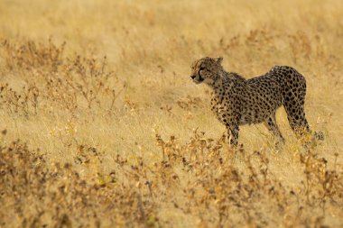 Masai Mara 'da yürüyen çita.
