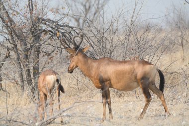 Kukudu - du, Güney Afrika - savas / stredu / gelaphus stredu - gelaphi, strebo
