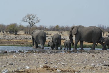 Etoşa Ulusal Parkı, Namibya, Afrika 'da nehir kıyısında bir su birikintisinde yürüyen bir fil ailesi.