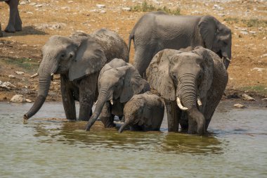Amboseli 'nin milli parkındaki su birikintisindeki nehir çukurunda filler.