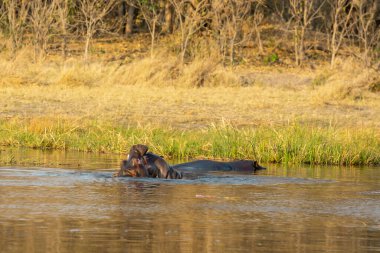 Güney Afrika 'daki Kruger Ulusal Parkı' nda su aygırı (potamus hyppopotamus amhibius); Specie vius amphibius family