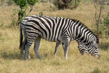 Zebra Kenya 'da çayırda otluyor.
