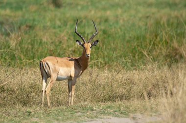 Afrika 'daki milli parktaki savanda Impala.