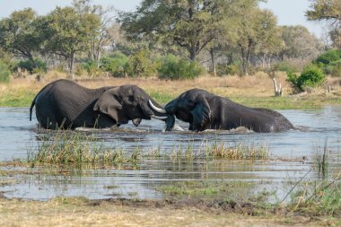 Güney Afrika 'daki Kruger Ulusal Parkı' nda buzağılı fil.