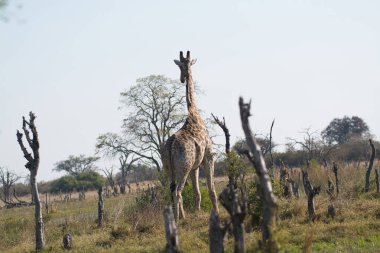 Kenya savanasında zürafa