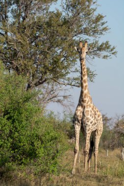 Afrika savanasında zürafa