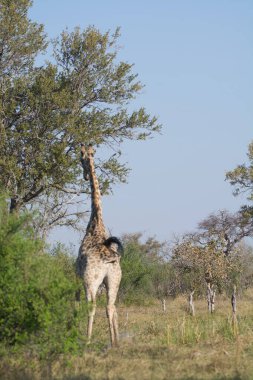 Afrika 'nın güneyindeki Kruger parkında zürafa.