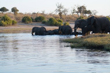 Akşamları Botswana 'nın güneyindeki nehirde Afrika filleri.