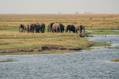 Afrika Fil Sürüsü