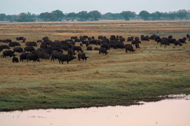 Nehirde Afrika bufalosu