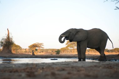 Afrika savanındaki fil.