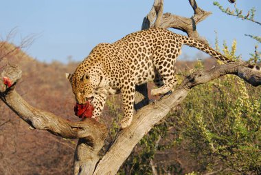 Leopar doğada
