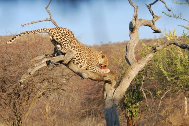 Leopar Kruger National park, Güney Afrika