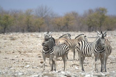 Afrika bozkırlarında bir grup zebra.
