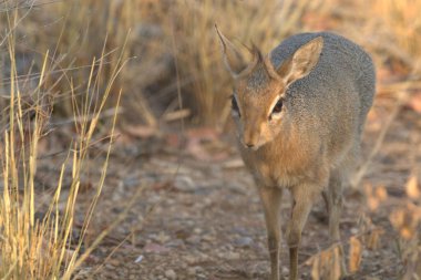Kırmızı Geyik, Cervus Elaphus