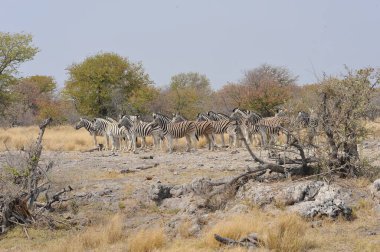 Etoşa bozkırında bir grup zebra.