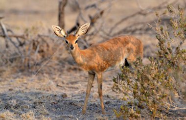 İmpala Güney Afrika 'daki Kruger Ulusal Parkı' nda.