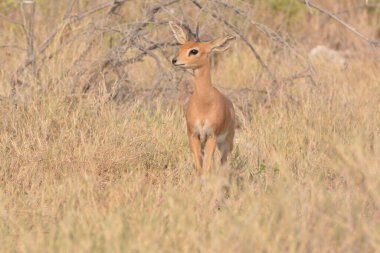 Impala Kruger National park, Güney Afrika