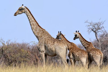Afrika, Kenya 'daki milli parktaki bir ağaçtaki zürafalar.