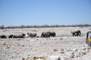 Ulusal parktaki Afrika fili