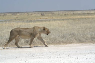 Savanadaki güzel bir Afrika aslanı.