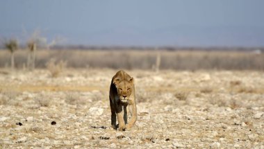 Afrika bozkırında vahşi bir aslan