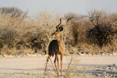 Gündüz vakti parktaki güzel bir Afrika fili.