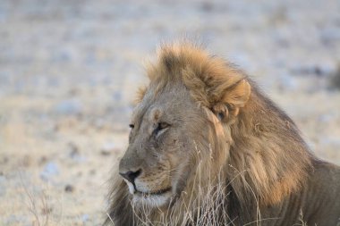Afrika 'da aslan erkek.