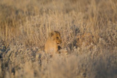 Namibya 'daki Etoşa parkında aslan (panthera leo)