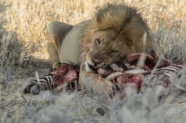 Bir erkek aslan ve bir aslan bozkırda