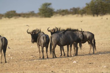 Siyah ve mavi arı (beceretus cersibeus) Afrika bozkırlarında yürüyor