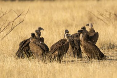 Afrikalı akbaba, Gycetus gybatus, yetişkin, Kruger Ulusal Parkı, Güney Afrika