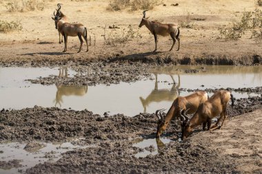 Afrika savanasında bir zebra sürüsi