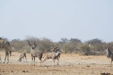 Namibya, Afrika 'daki savanda bir grup vahşi hayvan.