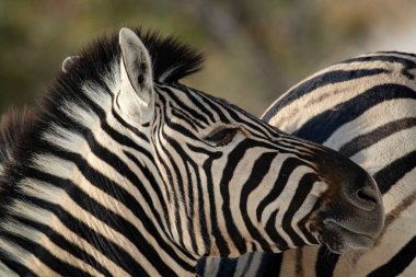 Çayırdaki zebra