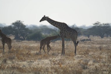 Savanadaki zürafa