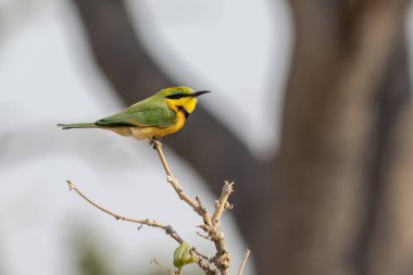 Sarı Arı - ağaç dalına tünemiş (merops apiaster)