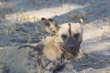 Hyaena (hyahyena hyta )