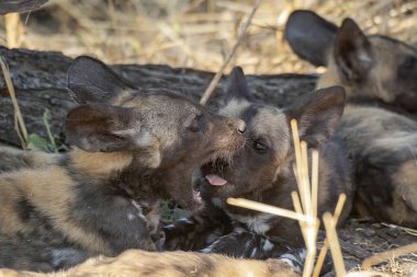 Kruger Park, Güney Afrika 'daki sırtlan.