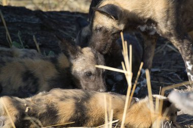 Afrika 'nın ulusal parkında vahşi hyaena