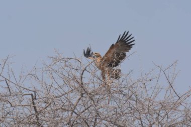 Kırmızı kuyruklu kartal, Güney Afrika 'daki Altai Dağı' nın doğal ortamında. Kuş Doğu Asya 'nın doğusunda bulundu.