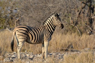 Kenya bozkırında zebra